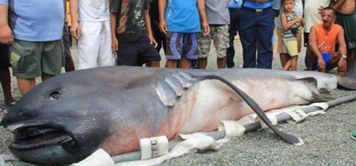 Vesničané se bojí apokalypsy poté, co se objevil velmi vzácný žralok velkoústý